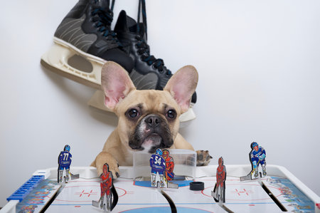 The bulldog dog lies at the gate of the board game of hockey and behind the dog there are large hockey skates on a white background in the room. The French Bulldog calmly looks into the camera with his muzzle up.の写真素材