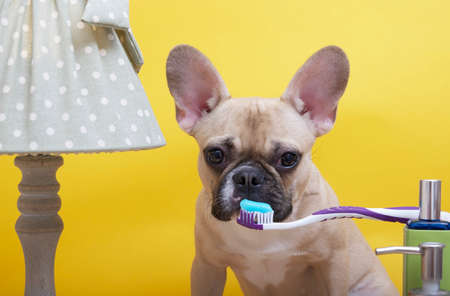 Bulldog dog brushes his teeth sitting on a yellow background near a toothbrush with blue toothpaste. The dog is staring into the camera.の写真素材