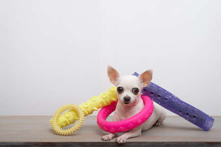 Chihuahua dog sits on a white background next to toys of different bright colors, wearing a large ring around his neck. A small dog looks attentively into the camera during a photo shoot in the studio.の写真素材