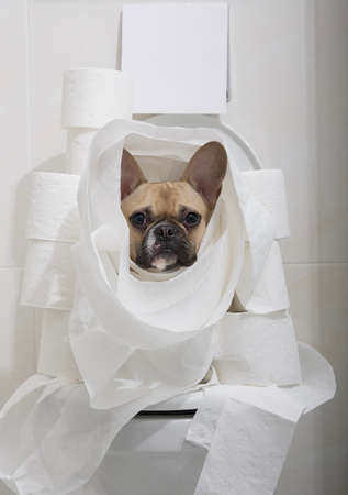 The bulldog dog sits on the toilet in the toilet room among the many rolls of paper and its entire body is wrapped in toilet paper. The dog is staring into the camera.の写真素材
