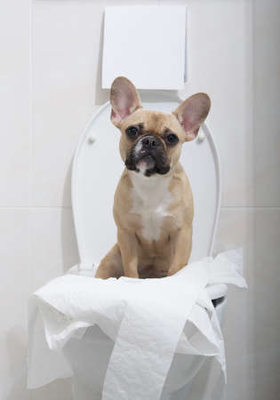 sitting shaky on a white toilet bowl at the toilet room cheerful french bulldog puppy surrounded by...