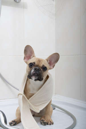 purebred cheerful french bulldog puppy with a funny dark muzzle wrapped in soft toilet paper sits in a bathroom finished with white ceramic tiles relaxes after a toiletの写真素材