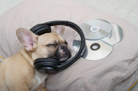 French bulldog dog with a cheerful black muzzle and big ears lies with closed eyes on a cozy large...