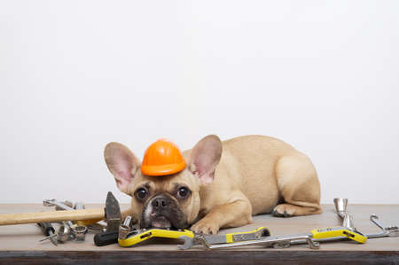 Purebred dog French bulldog with a funny muzzle with big ears and black eyes posing next to a variety of construction tools attentively looks into the camera near the wall funny leaning. postcard.の写真素材