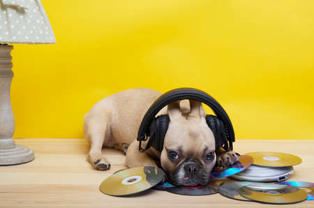 Purebred female French bulldog with a cheerful muzzle in headphones against a yellow wall under a cozy vintage lamp with a green lampshade with white polka dots lies on music discs. golden cd.の写真素材