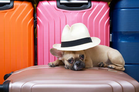 Purebred French bulldog with a funny black muzzle with big ears and eyes lies posing on the background of colored suitcases with a white straw hat on its head and looks into the camera. studio photo.の写真素材