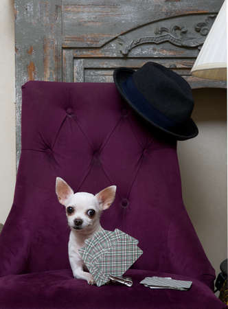 A purebred funny chihuahua dog with a cheerful muzzle with a vintage hat near, sits in front of fireplace on the glam purple armchair near yellow Chinese lamp and playing cards looking to the camera.の写真素材