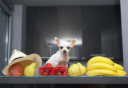 A purebred small white chihuahua dog posing among different fruits on the kitchen table and looks positively while looking directly at the camera by the white hat with the metallic background.の写真素材