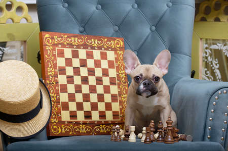 A small French bulldog dog sits at the blue vintage armchair with chessboard, with wooden chess pieces are placed and waits for the partner. A small funny dog looks into the camera attentively.の写真素材