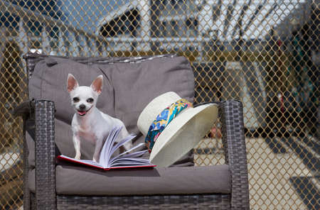 The purebred puppy of funny white chihuahua dog with smile is reading and posing on the rattan...