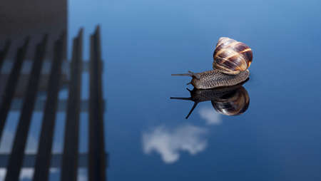 A photo of a lonely snail with long antennae goes along on the mirror surface of the table in which...
