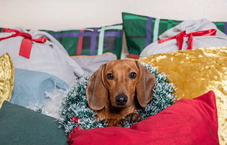 A dachshund dog with a Christmas wreath around his neck lies among the pillows and looks attentively at the cameraの写真素材