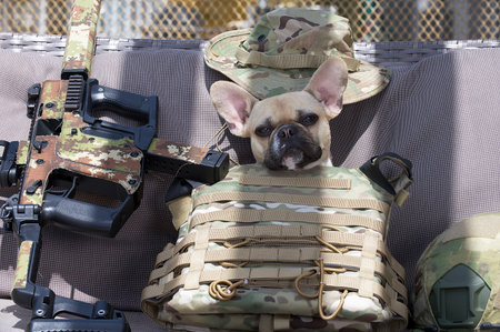 A French Bulldog sits behind a bulletproof vest in the shade from the sun next to an Airsoft machine. Sunny day and hard shadows on the bench where the dog is looking at the camera.の写真素材
