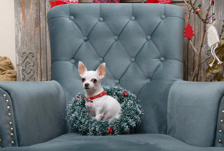 A small chihuahua dog with a Christmas wreath around his neck sits alone in a large cozy armchair in the living room.の写真素材