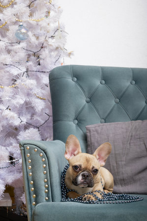 A bulldog dog in a black pearl necklace lies in an armchair near a smart Christmas tree among the festive interior.の写真素材