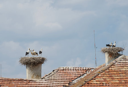 Families of storks stand in large nests against the blue sky and red tiled roofs as a symbol of...