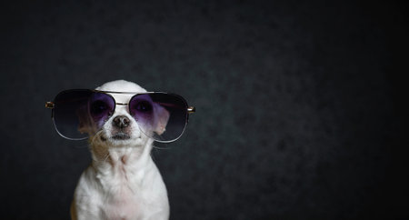 A beautiful little dog of Chihuahua breed in sunglasses raised her head and looks upの写真素材