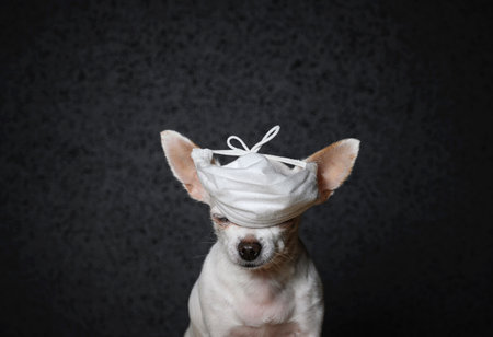 close-up portrait. A small chihuahua dog is sitting with his eyes closed. A white gauze patch came over my eyes to protect me from a virus that looked like a cap. black background, studioの写真素材