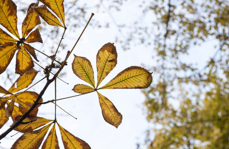 yellow bright autumn leaves of a chestnut tree on the branches of a tree against a transparent light sky. autumn day.の写真素材