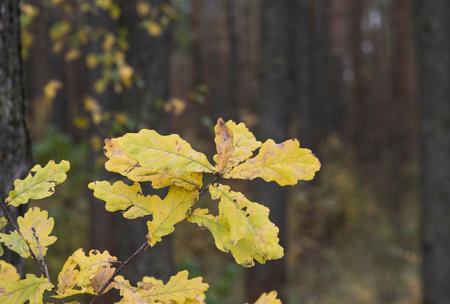 autumn oak leaves. Bright yellow saturated oak leaves on the branches of a tree. autumn day.