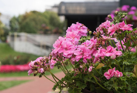 flowers. Small flowers of pale pink color growing in a large pot.