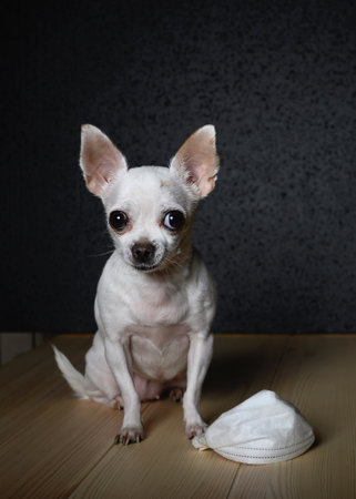 Chihuahua dog is sitting on a light wooden surface. At the feet of the dog lies a white gauze bandageの写真素材