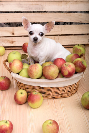 Chihuahua breed dog sits on a wooden table in a basket filled with ripe apples.の写真素材