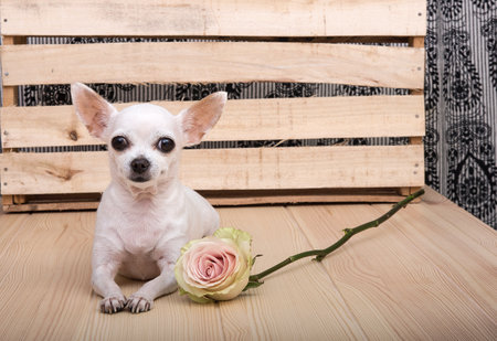 A white Chihuahua breed dog lies on a textured wooden tabletop.の写真素材