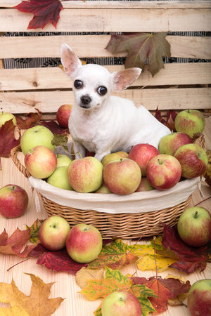 A white Chihuahua breed dog sits on a wooden table in a basket filled with ripe apples. Around the basket are leaves.の写真素材