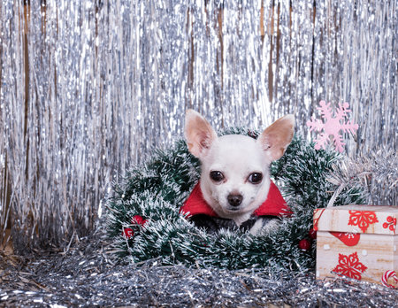 Holiday of Christmas and New Year. A small chihuahua lies among the festive tinsel and Christmas decorations. The dog has a Christmas wreath around its neck. There is a gift box next to it.の写真素材