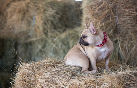 The bulldog dog is resting in the hayloft among large haystacks, turning his whole body to the side and looking around the room. Soft indoor sunlight and romantic setting.の写真素材