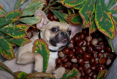 A French Bulldog breed dog lies thoughtfully on its side among many ripe chestnuts and fallen autumn chestnut leaves, looking attentively into the camera. The dog positively meets autumn.の写真素材