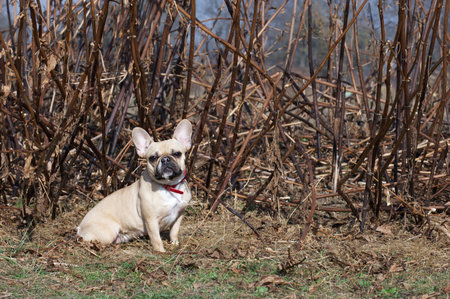 French bulldog dog sits on fallen leaves against the background of tall dry grass while walking in cool autumn weather. Sunny weather and a lot of fallen leaves under the dog's paws.の写真素材
