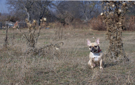 A bulldog dog during a walk sits on dry grass near a tall withered bush and carefully looks into the camera.の写真素材