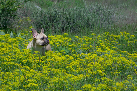 A bulldog walking among yellow wildflowers on a sunlit lawn.の写真素材