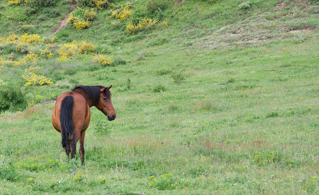 A beautiful thoroughbred horse grazes on a green field among lush green grass.の写真素材