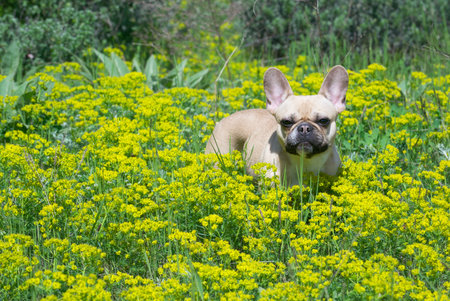 A bulldog walks among a field of yellow wildflowers in a sun-drenched lawn, staring intently into the camera.の写真素材