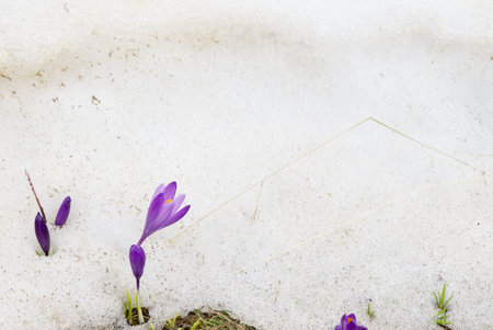 Crocus Purpure is a spring flower that grows in the snow and plenty of room to place text on the...