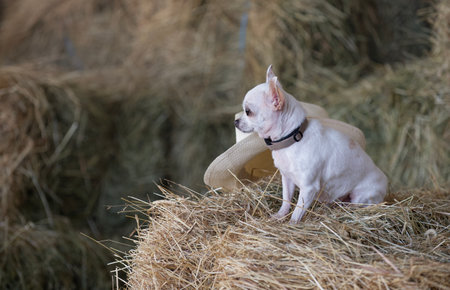 A small Chihuahua dog sits sideways among the large haystacks in the hayloft, looking away on a hot summer day.の写真素材