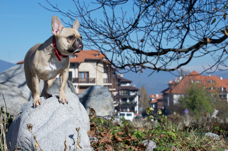 A French bulldog dog looks out attentively sitting against the backdrop of the Swiss Alps mountains on large rocks.の写真素材