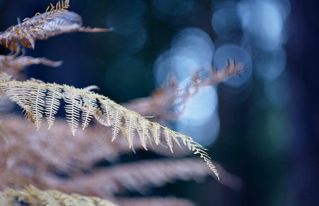 Macrophotograph of a branch of a young fern with selective focus and shallow depth of field.の写真素材