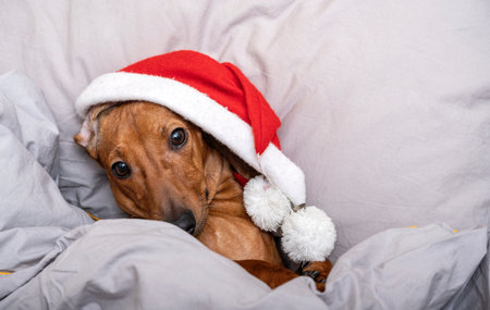 Charming dachshund dog lying in a Christmas red cap in bed looking coquettishly at the camera.の写真素材