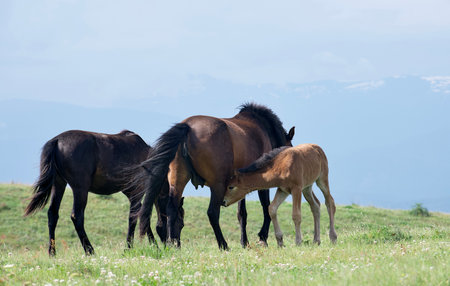 A small foal and a group of horses graze on a picturesque green meadow on a sunny summer day among the mountain peaks.の写真素材