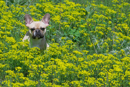 Bulldog dog among yellow wildflowers during a walk.の写真素材