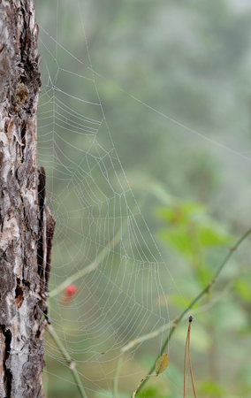 Spider web on a tree in the forest on a foggy summer day.の写真素材