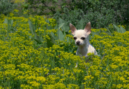A small Chihuahua dog sits among yellow wildflowers during a walk on a sunny summer day.の写真素材