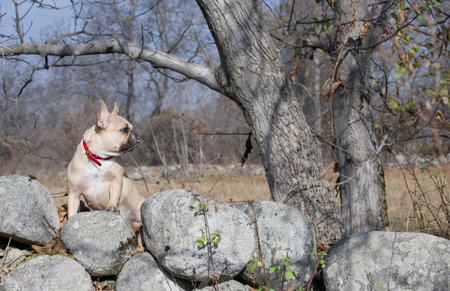 Bulldog dog sitting on a ridge of large gray stones and sticking out his tongue looking away in the autumn sunny day.の写真素材