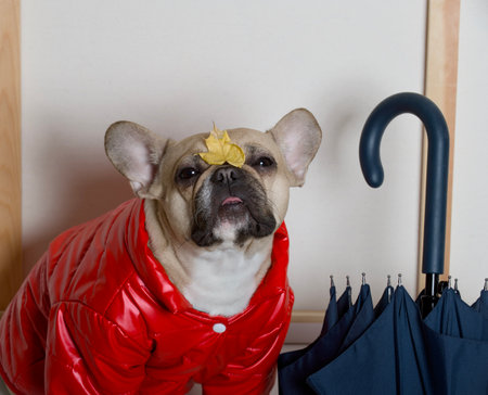 Photo of a charming Bulldog dog who sits in a bright red fall jacket next to a large blue umbrella and a fallen yellow leaf on his nose. The dog is going for a walk.の写真素材