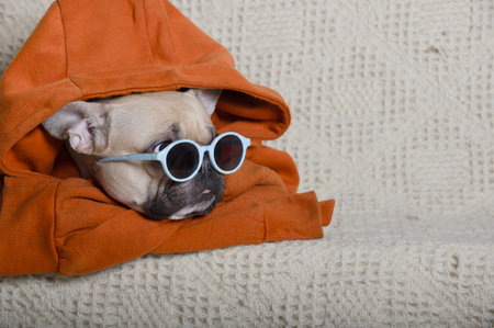 A charming bulldog pulled down the hood of a brightly colored sweatshirt and put on sunglasses. The dog is ready for a walk outside on a sunny autumn day.の写真素材