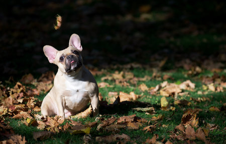 An adorable bulldog sits among fallen autumn leaves in sunny weather and attentively looks at the falling leaf.の写真素材